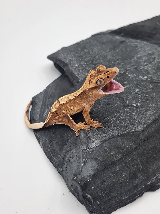 Crested Gecko - Male DOB 12-03-24 (Mark Pink x Origin)