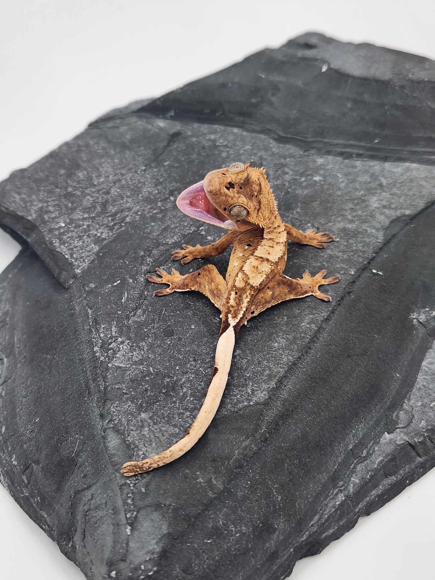 Crested Gecko - Male DOB 12-03-24 (Mark Pink x Origin)