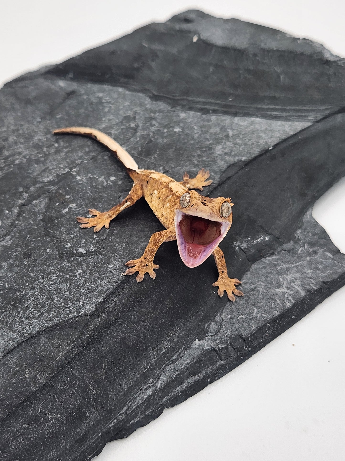 Crested Gecko - Male DOB 12-03-24 (Mark Pink x Origin)