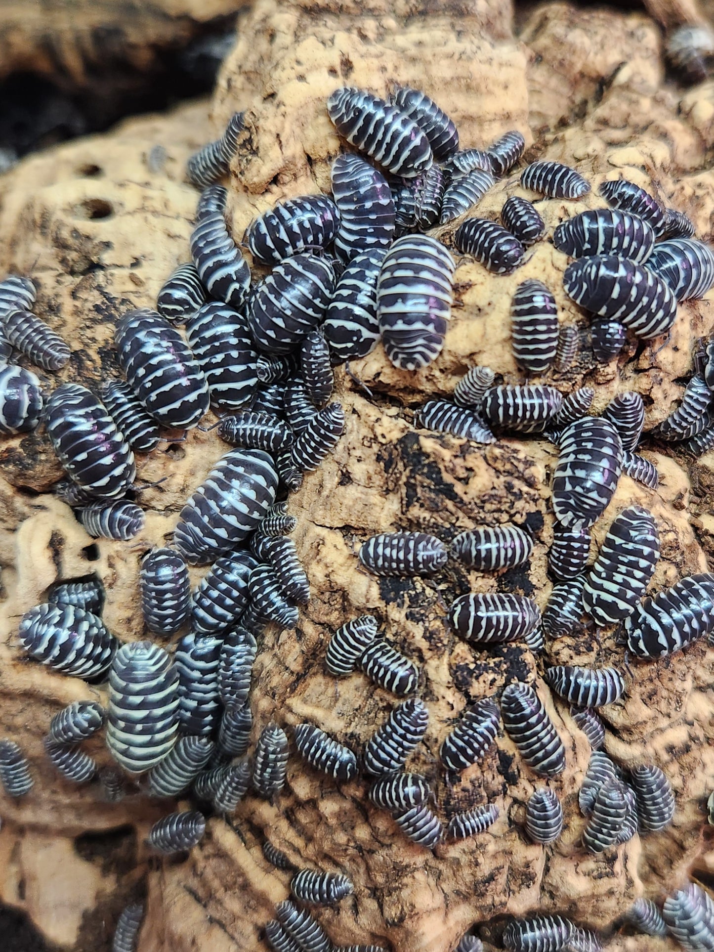 Isopods - Armadillidium maculatum - "Zebra" -12 count