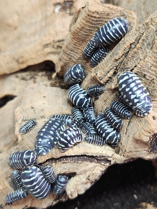 Isopods - Armadillidium maculatum - "Zebra" -12 count