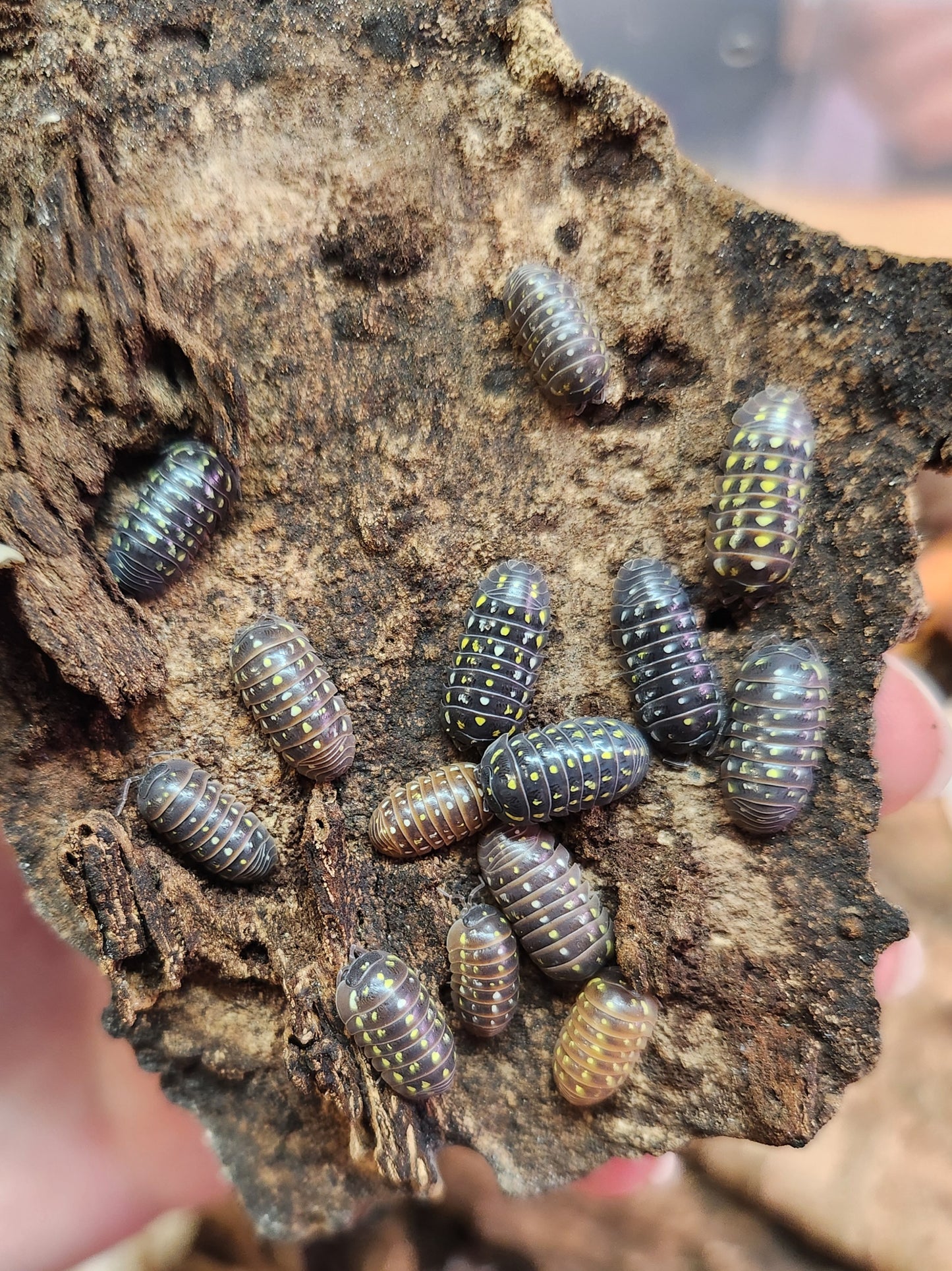 Isopod - Armadillidium sp. - "Spotted Albania" - 12 count