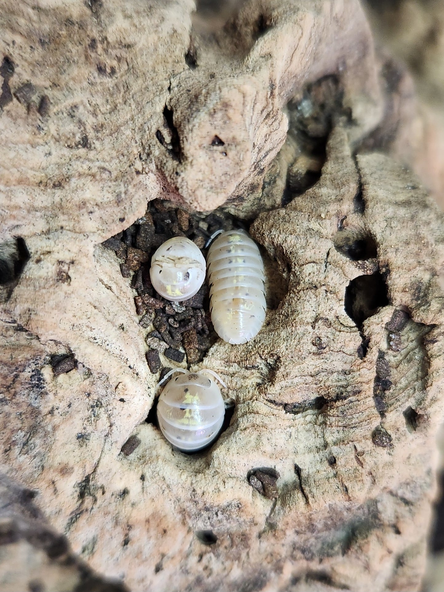 Isopod - Armadillidium vulgare - "Japanese Magic Potion" - 12 count