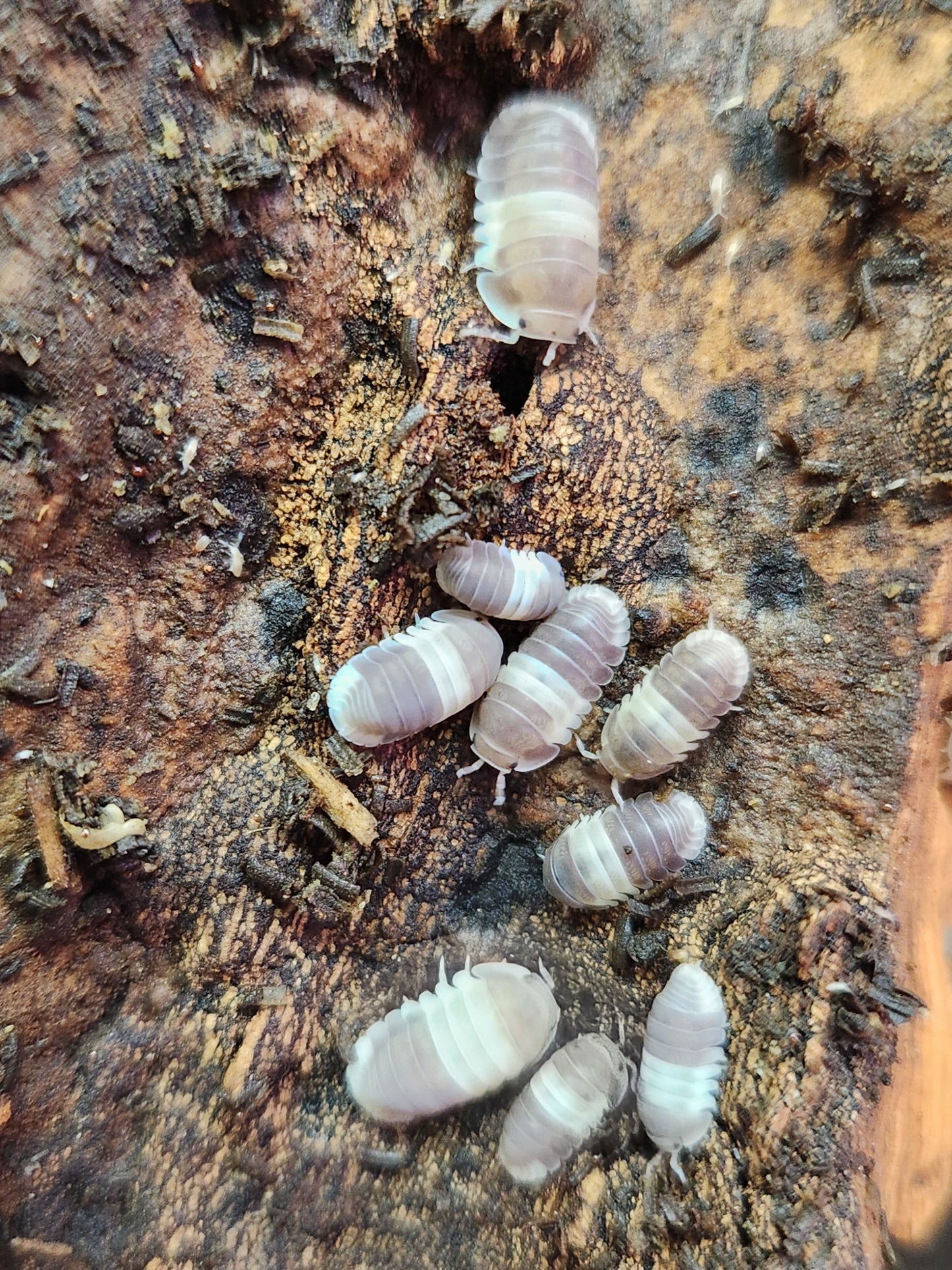 Isopods - Cubaris sp. "Panda King" - 12 count