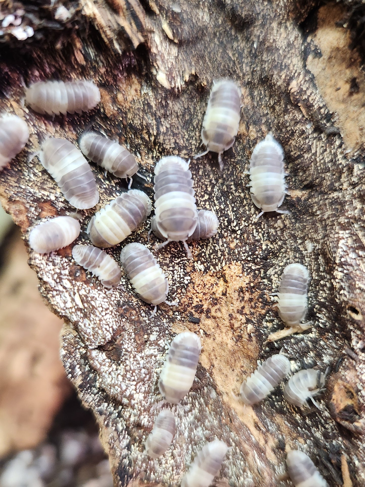 Isopods - Cubaris sp. "Panda King" - 12 count