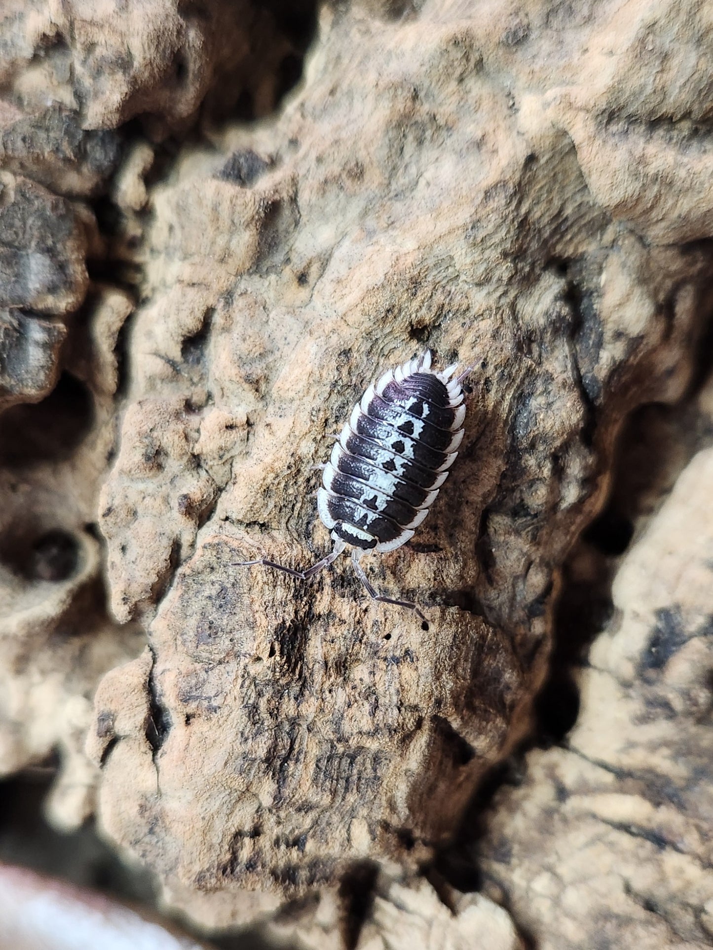 Isopod - Porcellio flavomarginatus - "Yellow Bordered Woodlouse" - 6 count