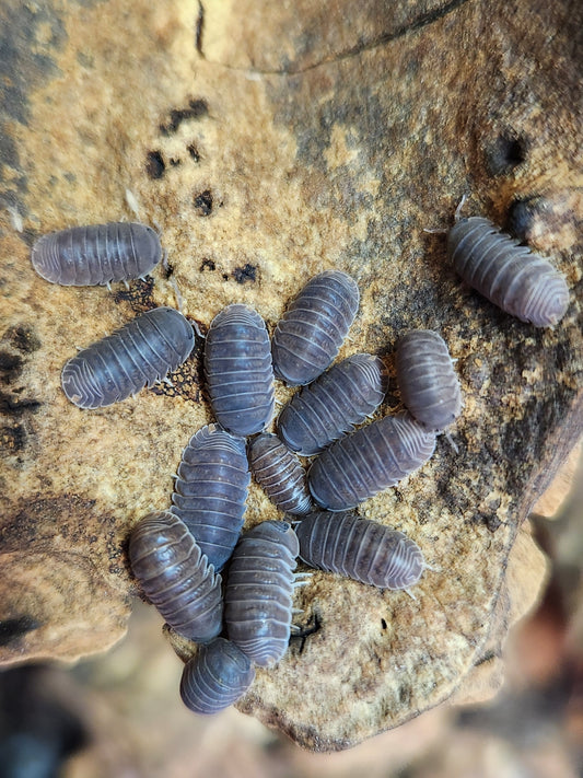 Isopod - Cubaris sp. "Borneo" - 12 count