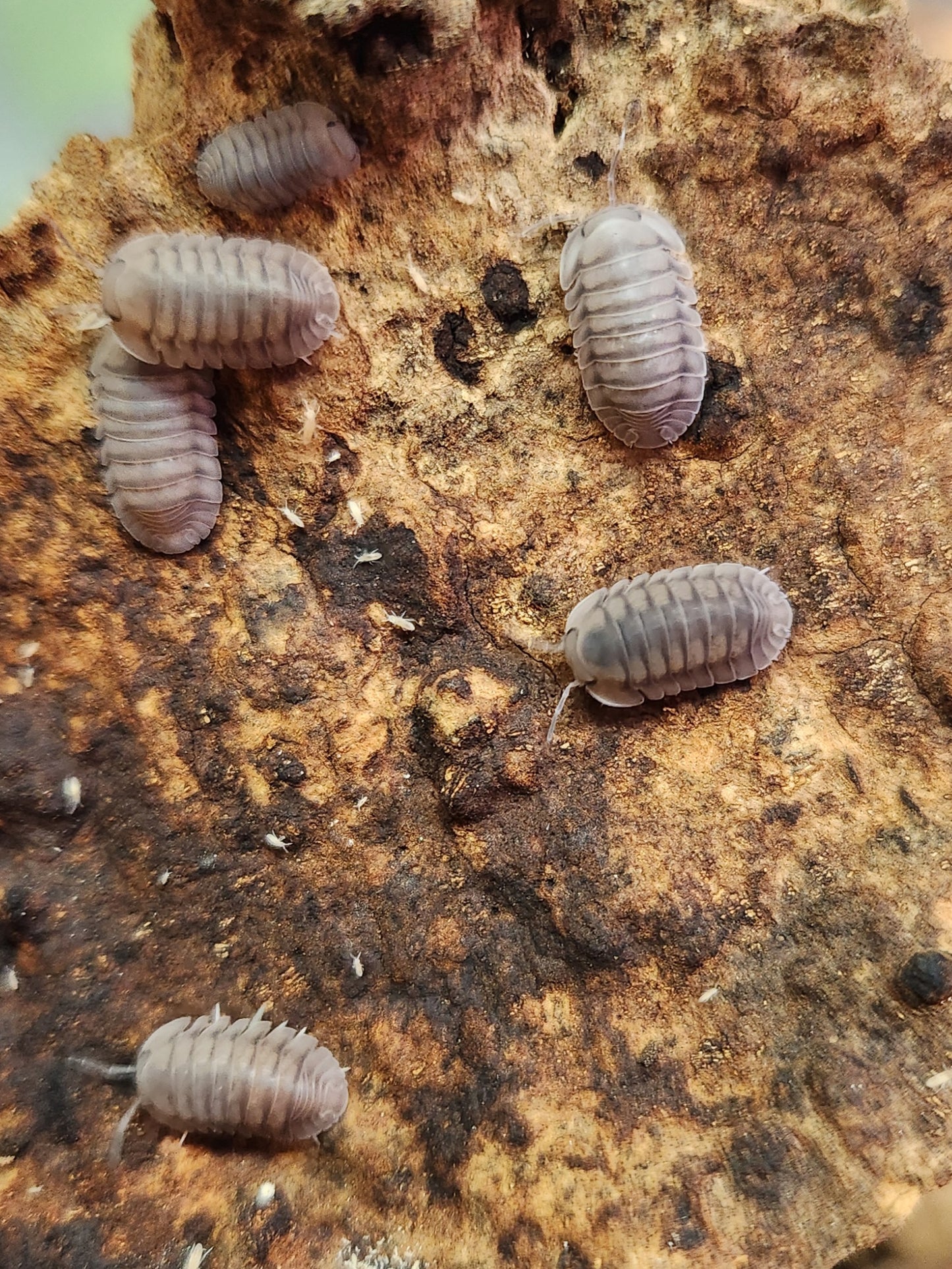 Isopods - Cubaris sp. "Blue Pigeon" - 6 count