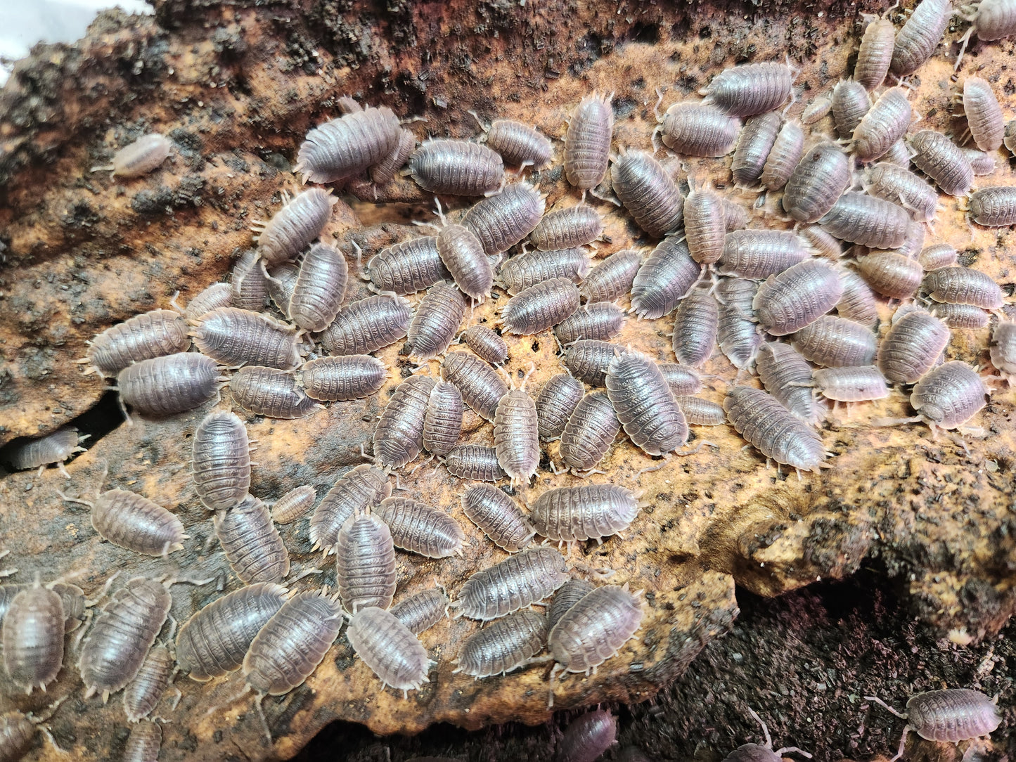 Isopods - Porcellio dilatatus - "Giant Canyon" - 12 count