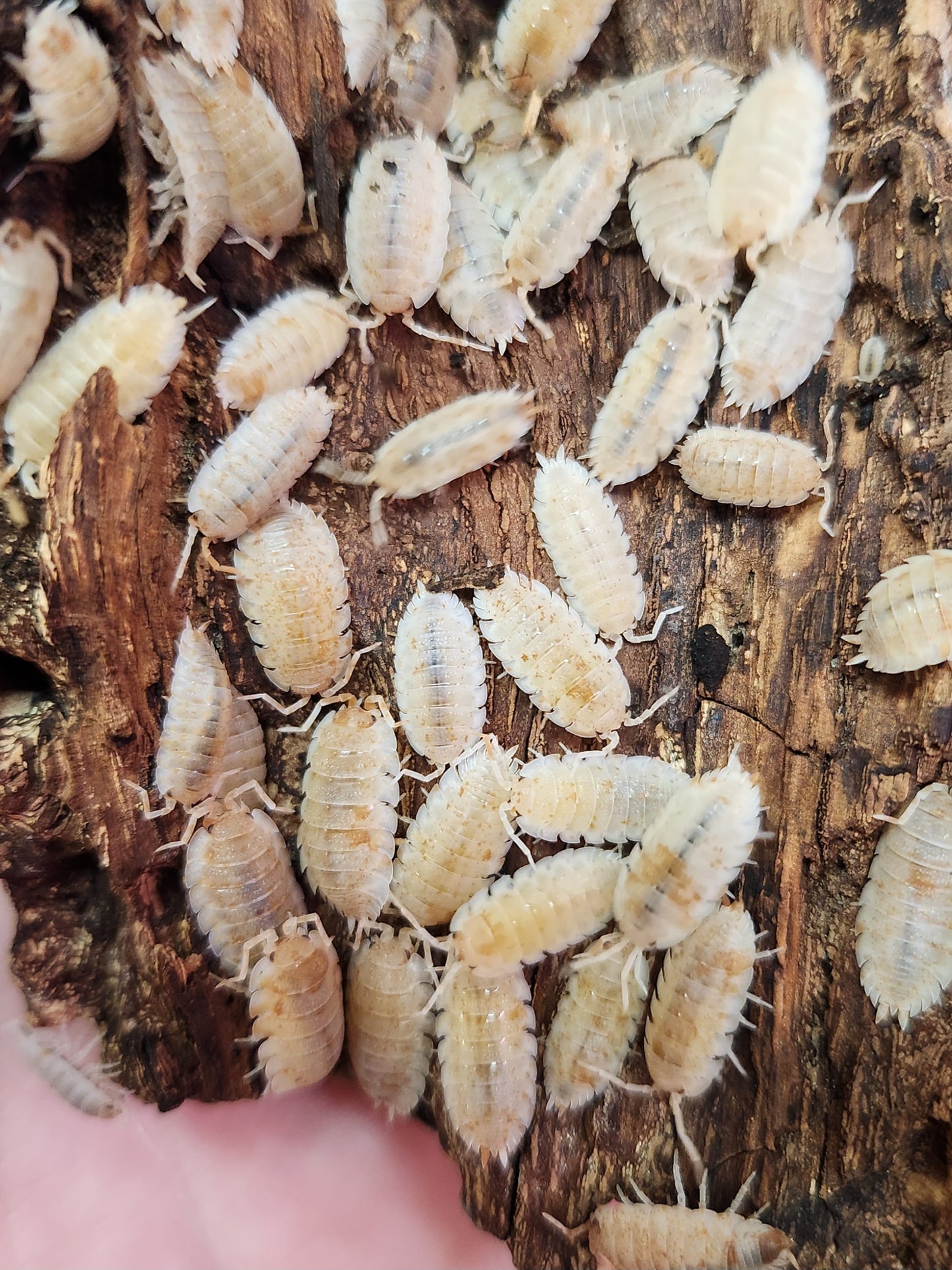 Isopods - Porcellio scaber - "Orange Dalmatian" - 12 count