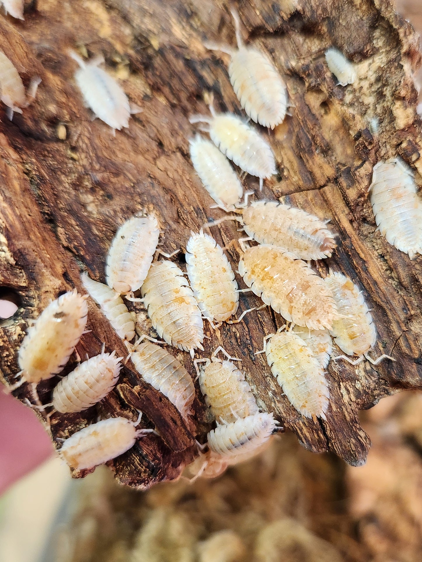 Isopods - Porcellio scaber - "Orange Dalmatian" - 12 count