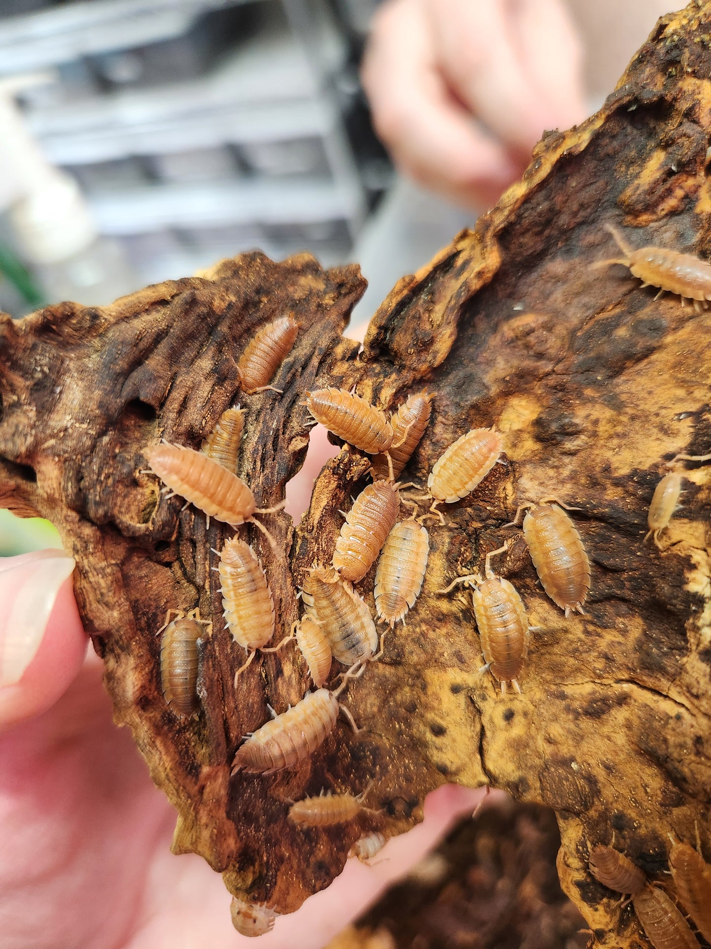 Isopods - Porcellio scaber - Rough "Orange" 12 count