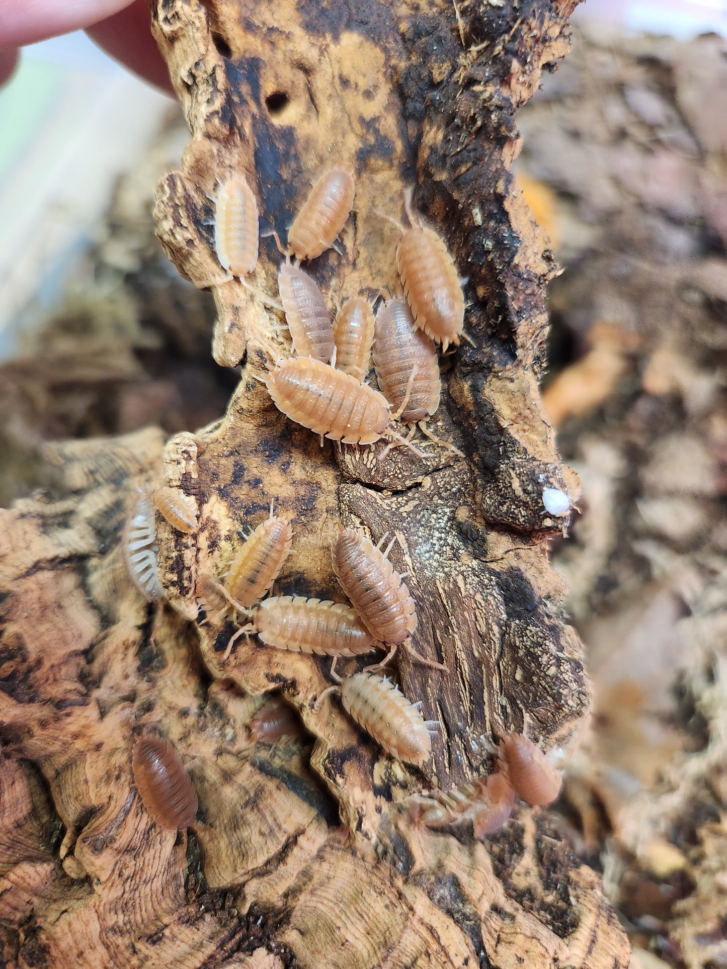 Isopods - Porcellio scaber - Rough "Orange" 12 count