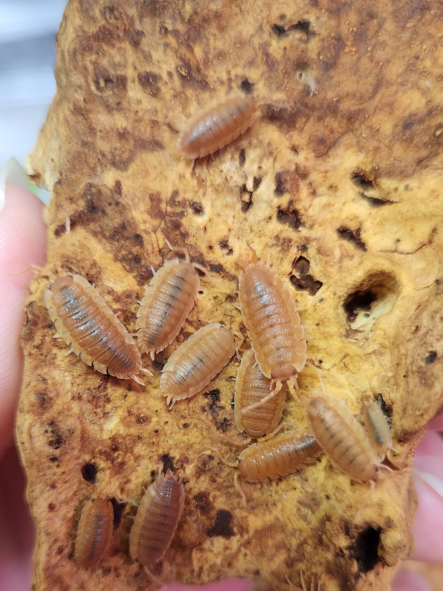 Isopods - Porcellio scaber - Rough "Orange" 12 count