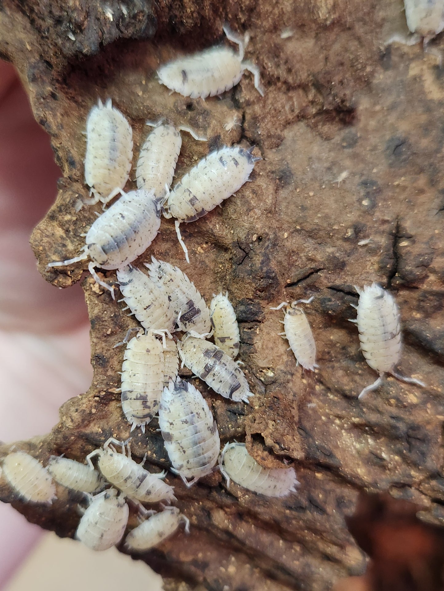 Isopods - Porcellio scaber - "Dalmation" - 12 count