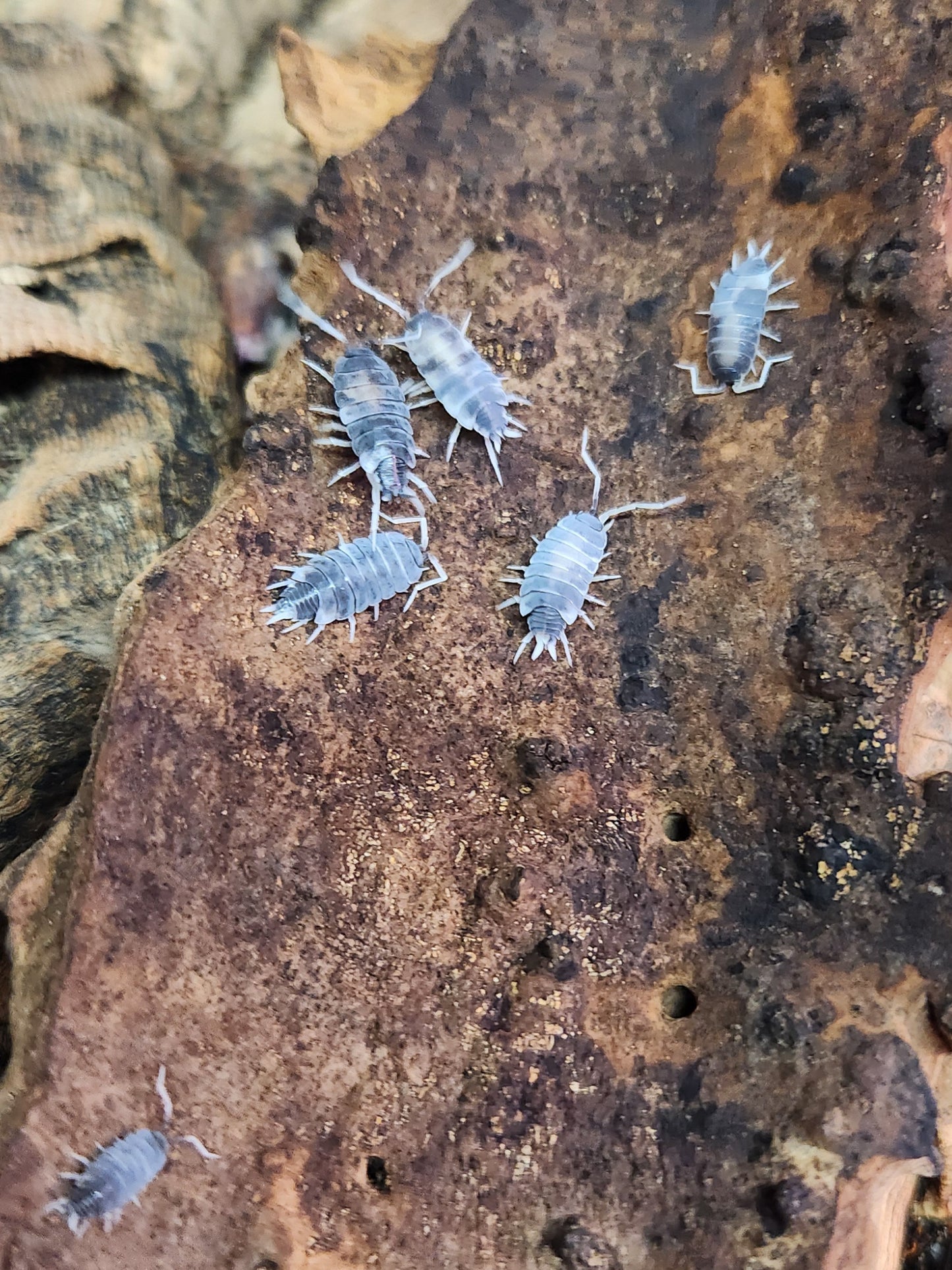 Isopods - Porcellionides pruinosus - "Oreo Crumble" - 12 count