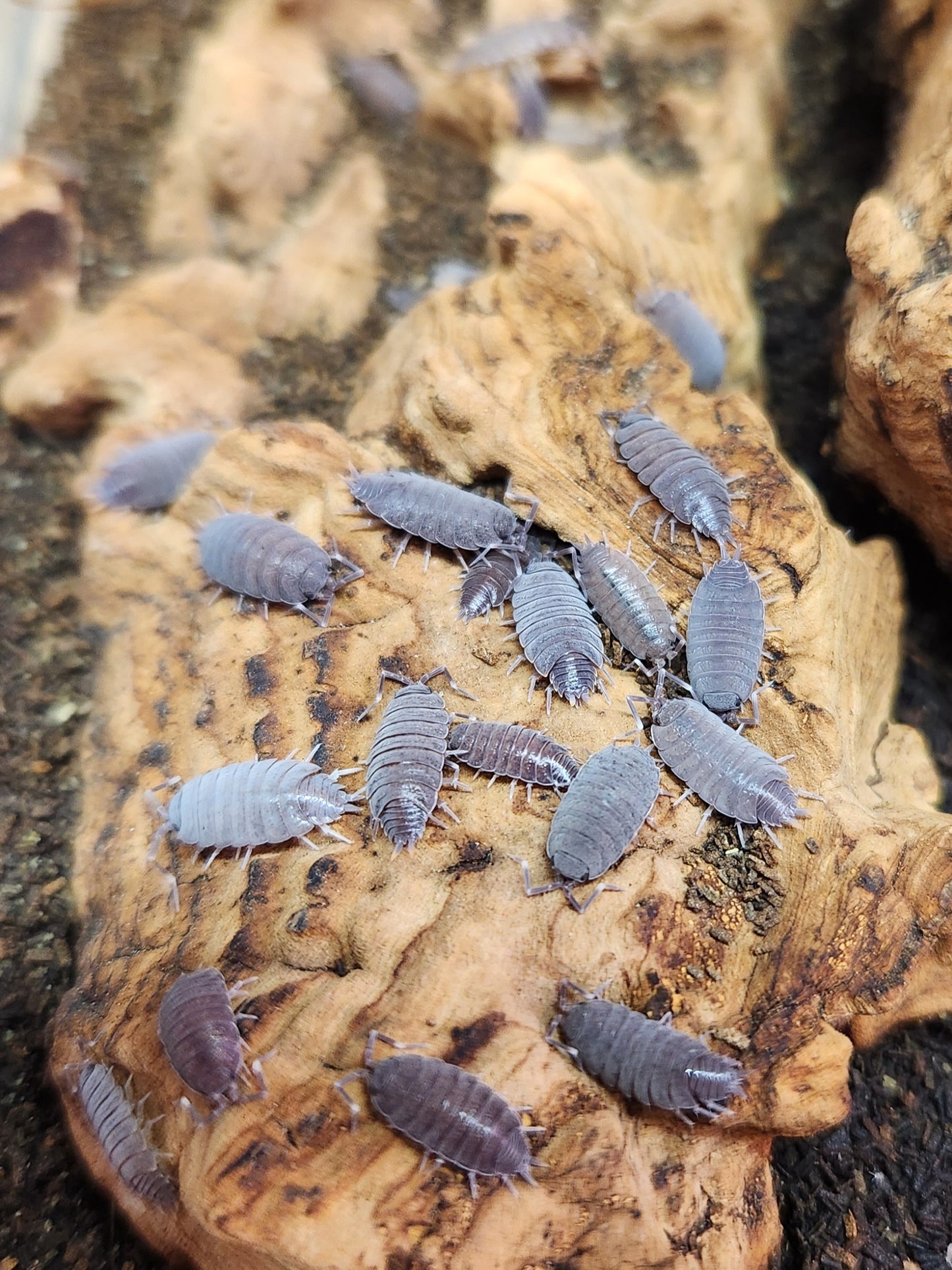 Isopods - Porcellionides pruinosus - "Powder Blue" - 12 count