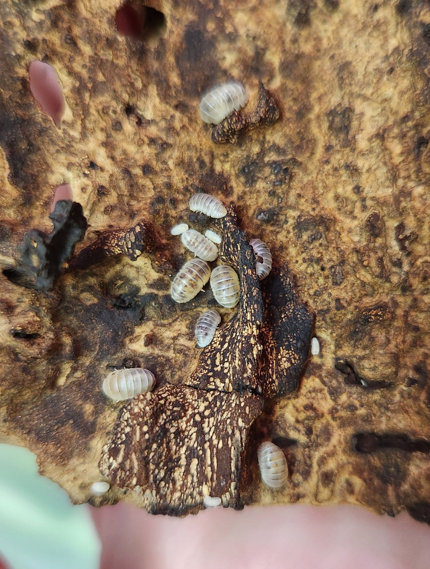 Isopods - Venezillo parvus - "Dalmatian Dwarf Roly" - 20 count