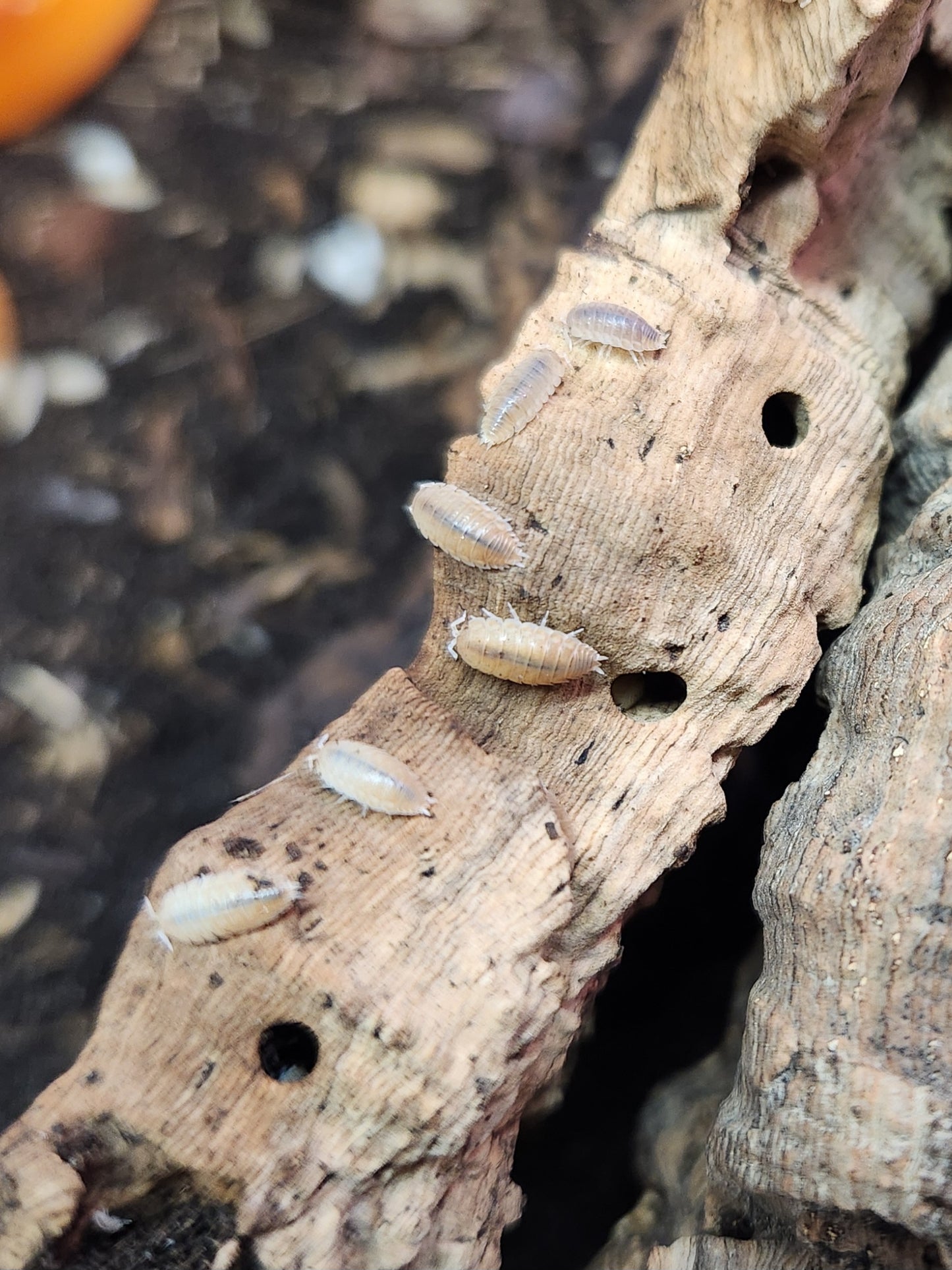 Isopods - Agabiformius lentus - "Persimmon" Dwarf - 20 count