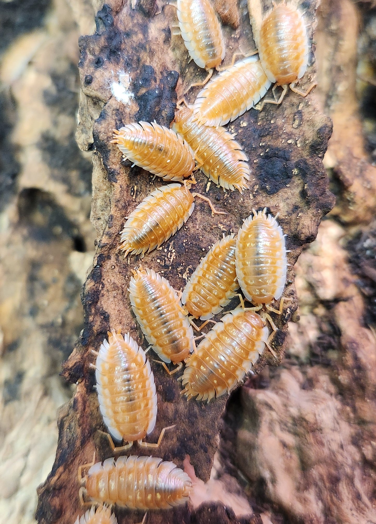 Isopods - Oniscus asellus - "BC Maple" - 12 count
