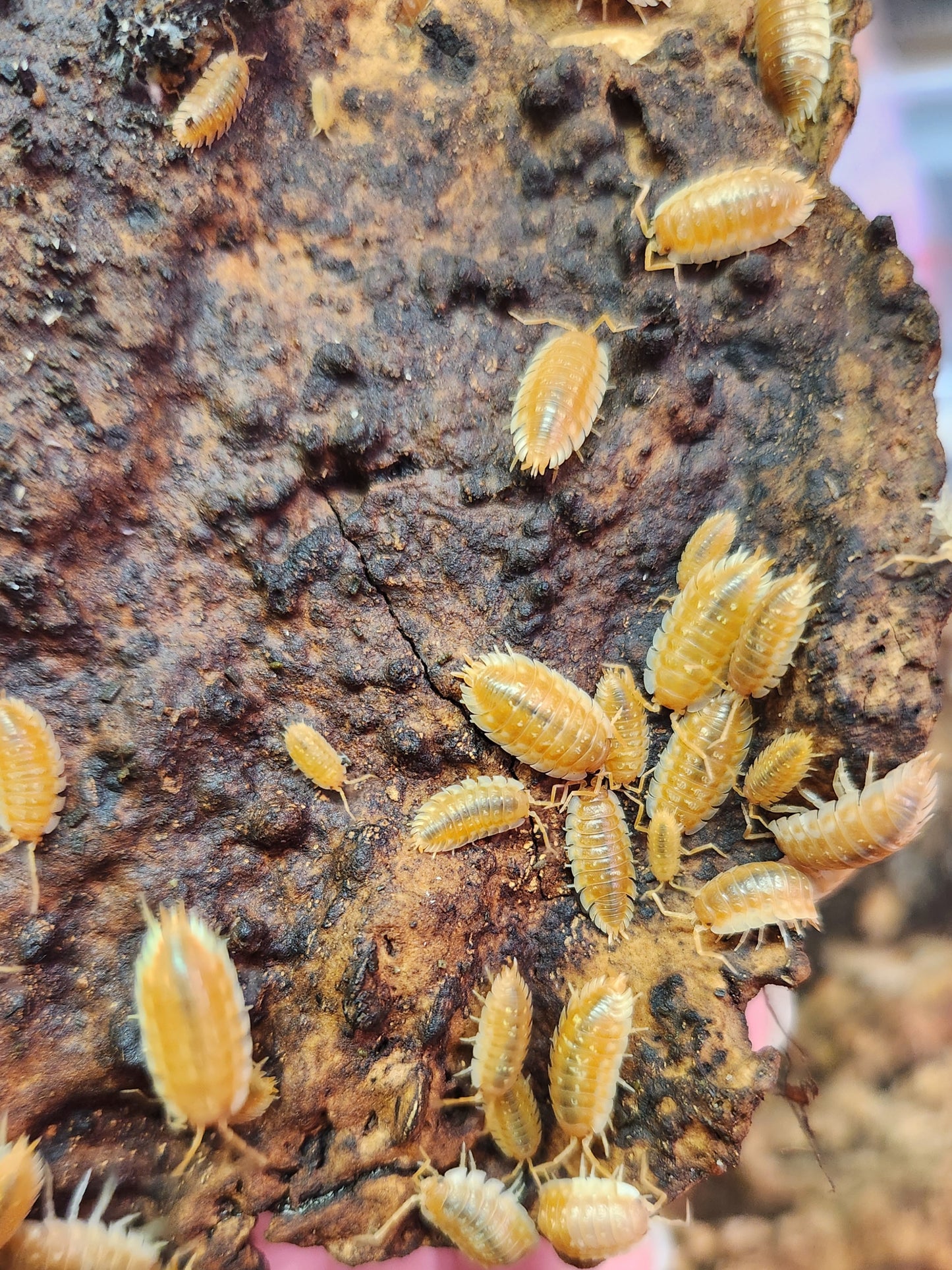 Isopods - Oniscus asellus - "BC Maple" - 12 count