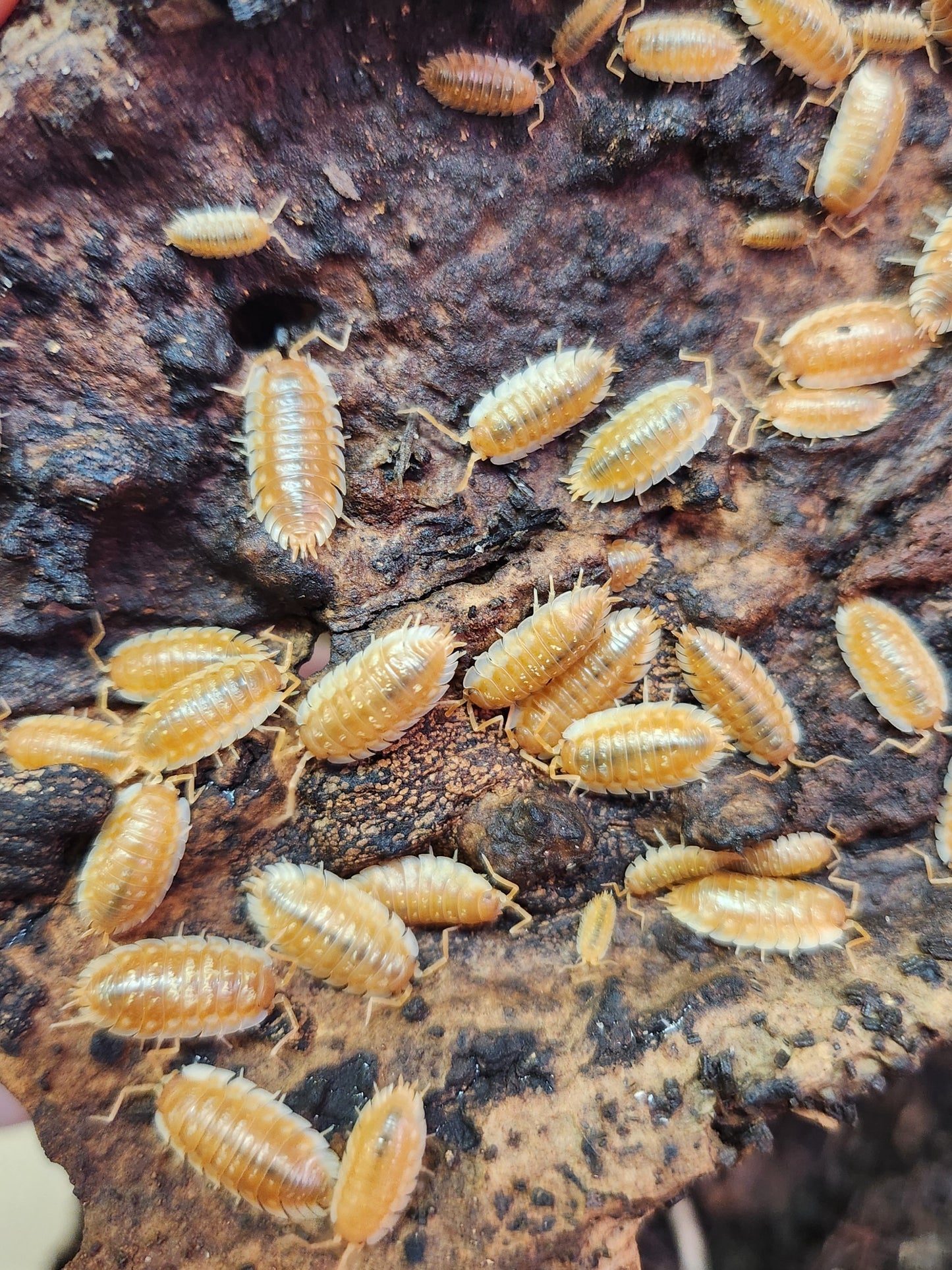 Isopods - Oniscus asellus - "BC Maple" - 12 count