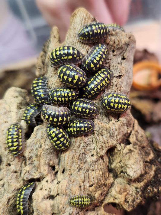 Isopods - Armadillidium gestroi - "Yellow Spotted Roly" - 12 count