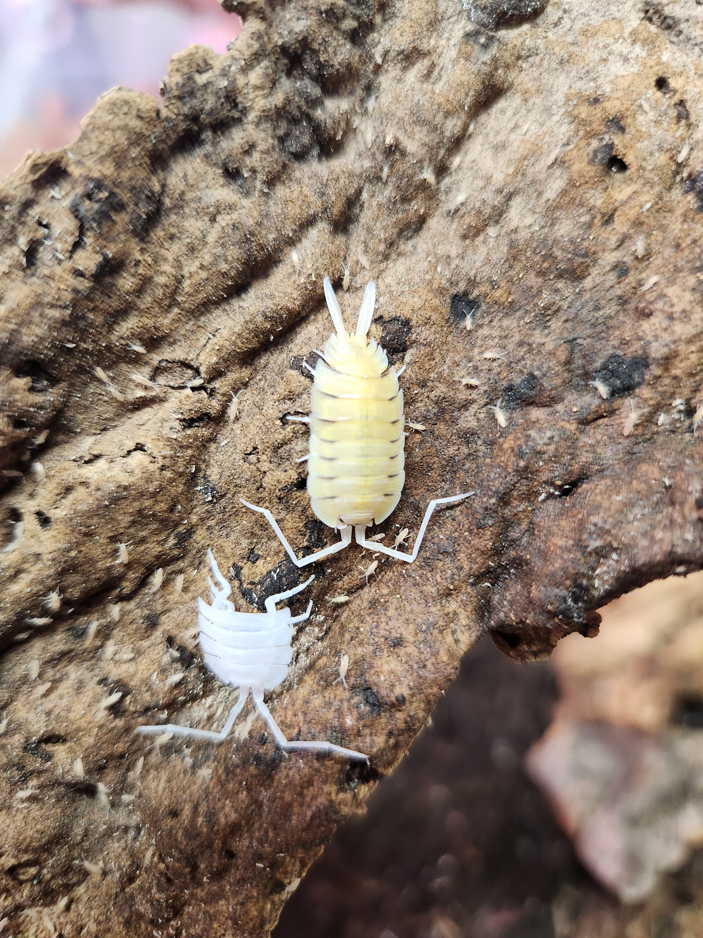 Isopods - Porcellio bolivari - "Yellow Ghost" - 5 count