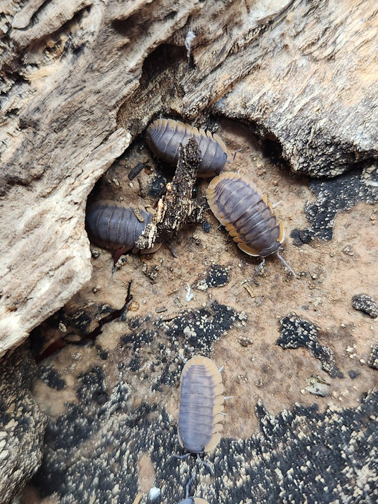 Isopods - Cubaris sp. - "Japanese Red Edge" - 12 count