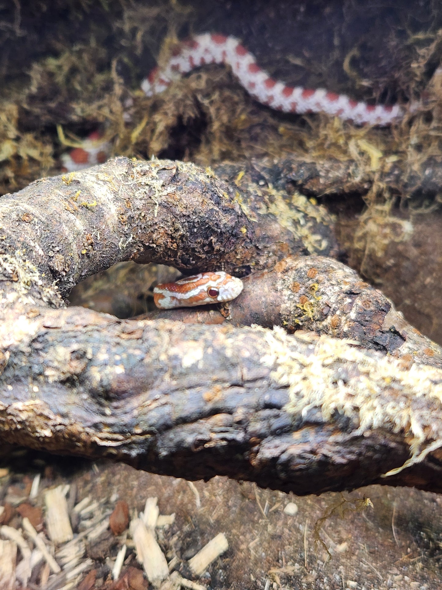 Snake - Corn Snake - Ultramel Het Cinder/Sunkissed 66% PH Anery - Male