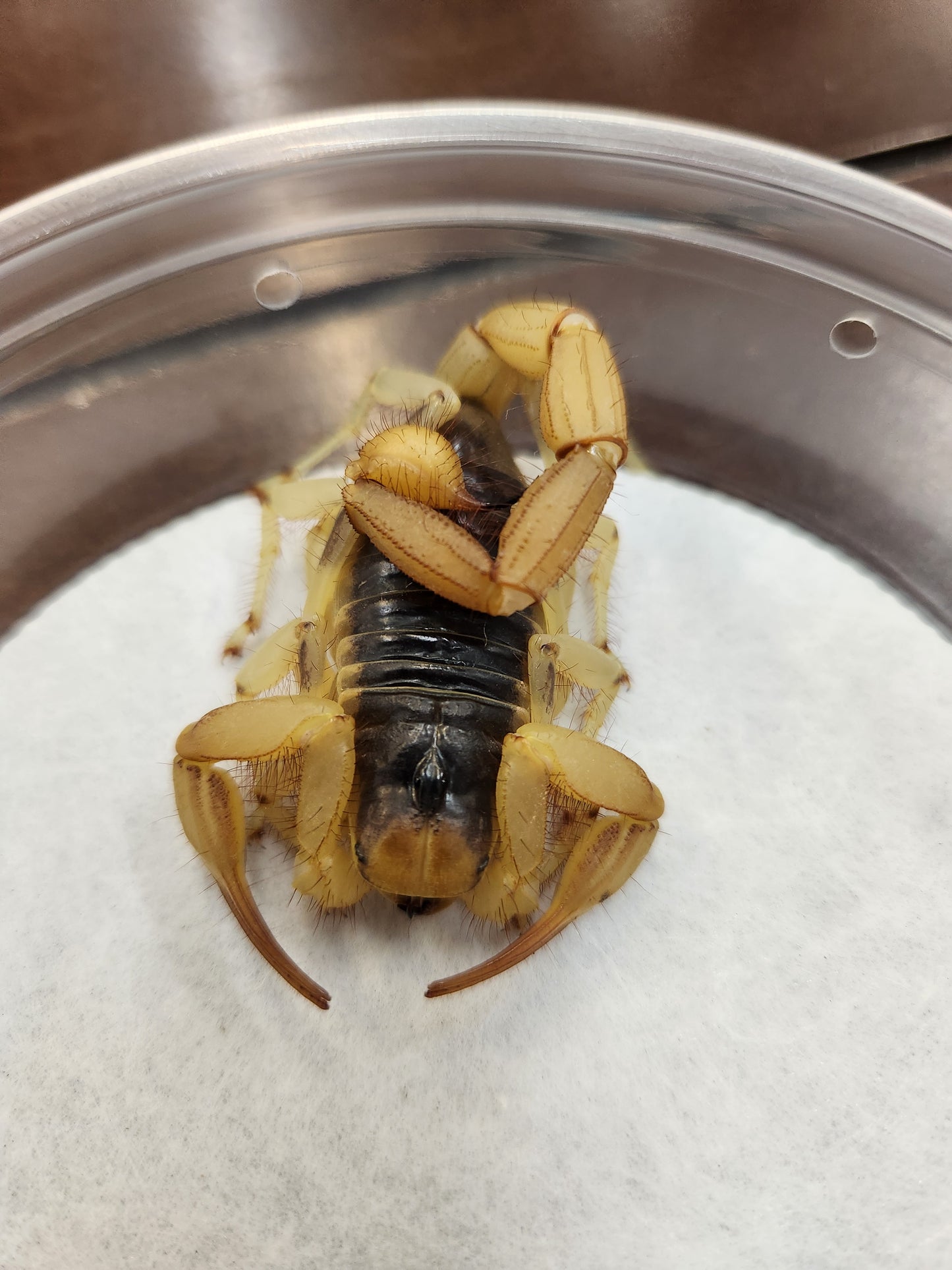 Invertebrates - Desert Hairy Scorpion - Hadrurus arizonensis