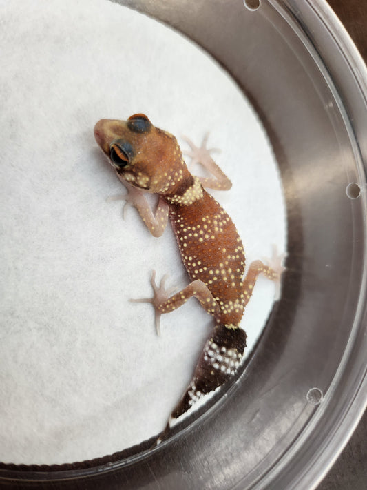 Other Geckos - Australian Barking Gecko - Unsexed