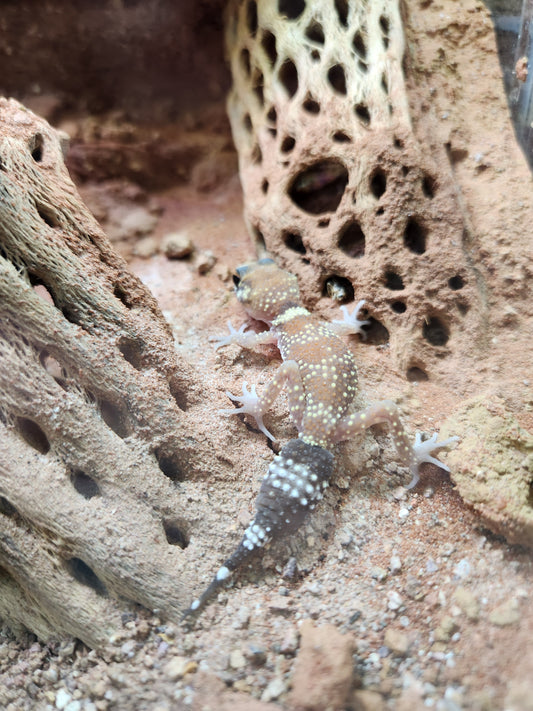 Other Geckos - Underwoodisaurus milii - Australian Barking Gecko - Unsexed