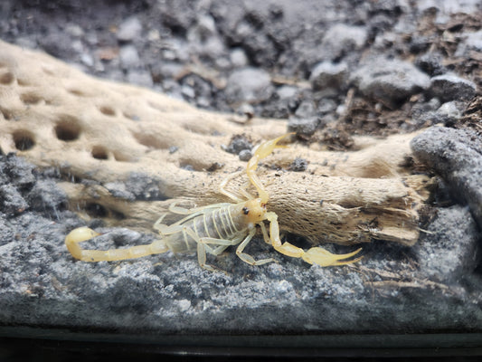 Invertebrate - Dune Scorpion