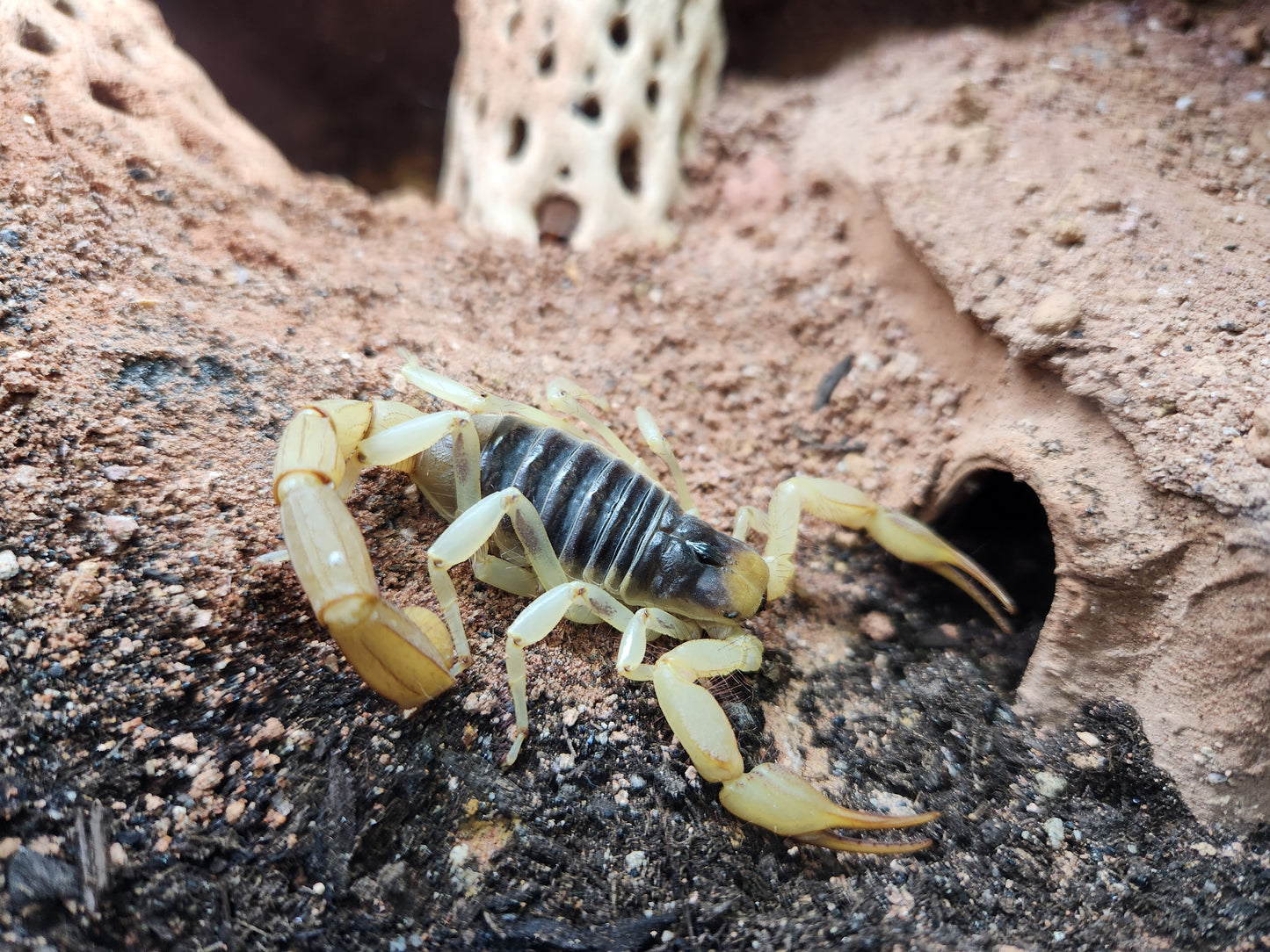 Invertebrates - Desert Hairy Scorpion - Hadrurus arizonensis