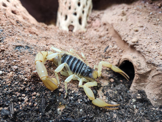 Invertebrates - Desert Hairy Scorpion - Hadrurus arizonensis