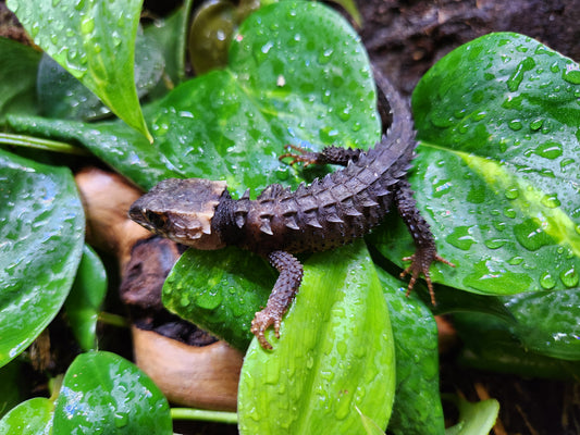 Other Reptiles - Red Eye Crocodile Skink - Unsexed