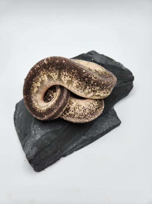 Snake - Ball Pythons - Gargoyle Pastel Vanilla - Male