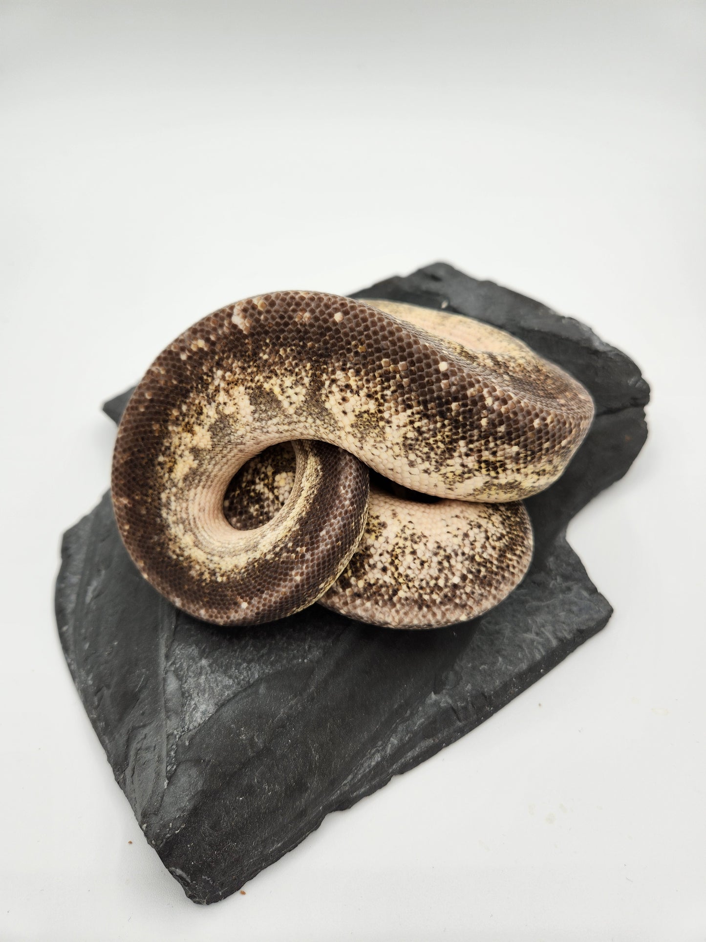 Snake - Ball Pythons - Gargoyle Pastel Vanilla - Male