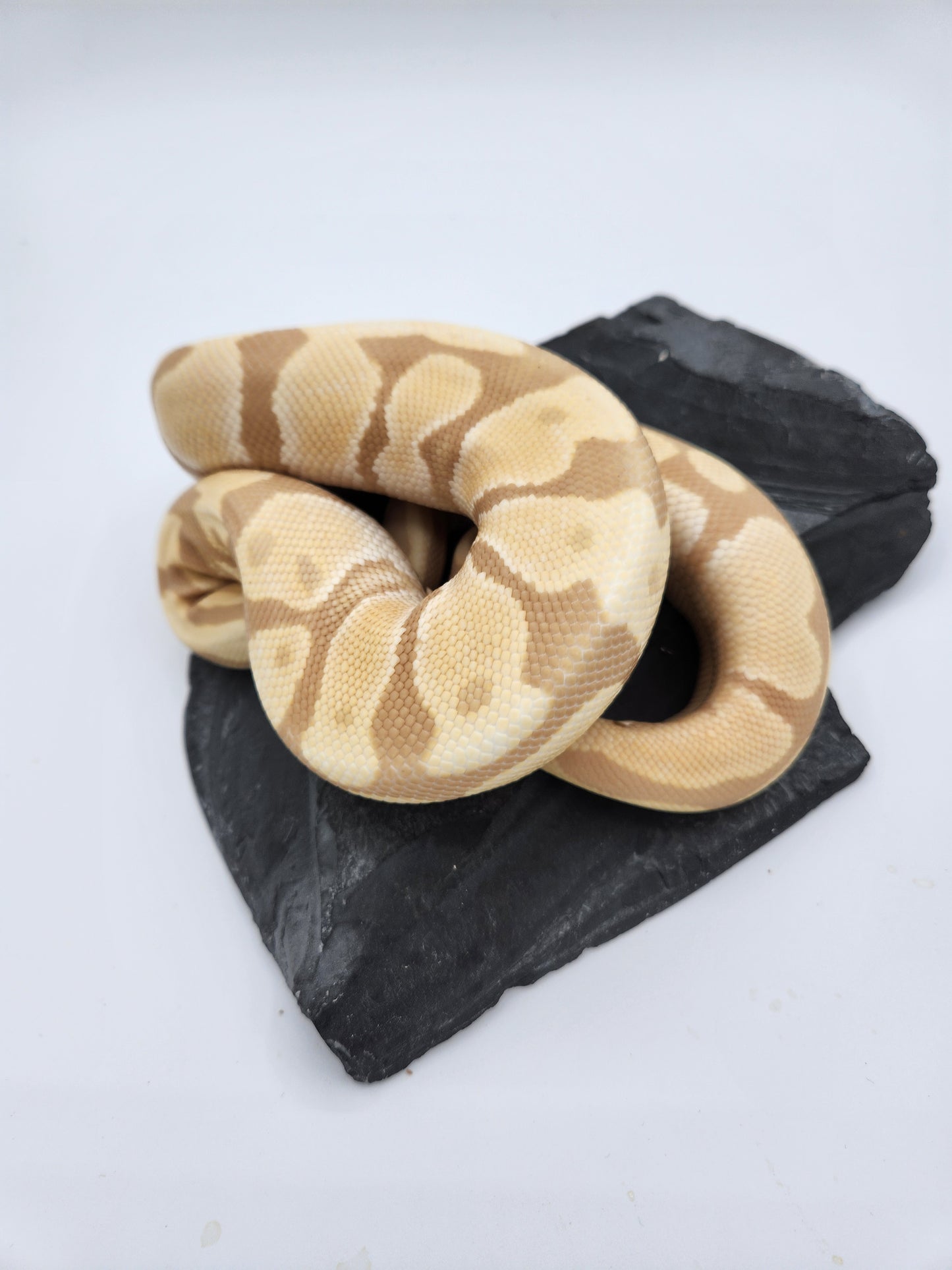 Snake - Ball Pythons - Toffino - Female