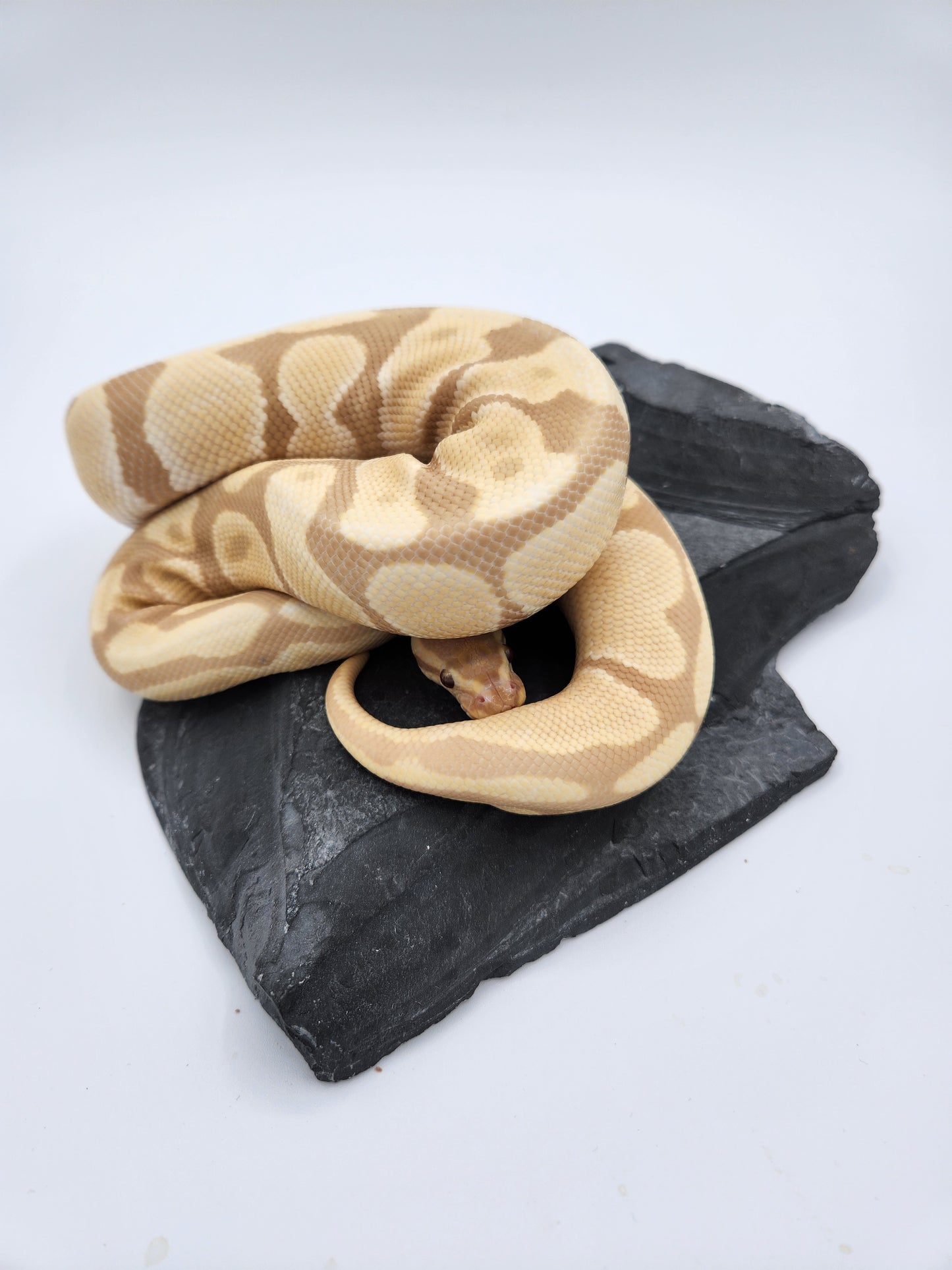 Snake - Ball Pythons - Toffino - Female