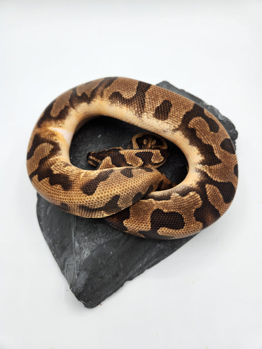 Snake - Ball Pythons - Enchi Pied - Male