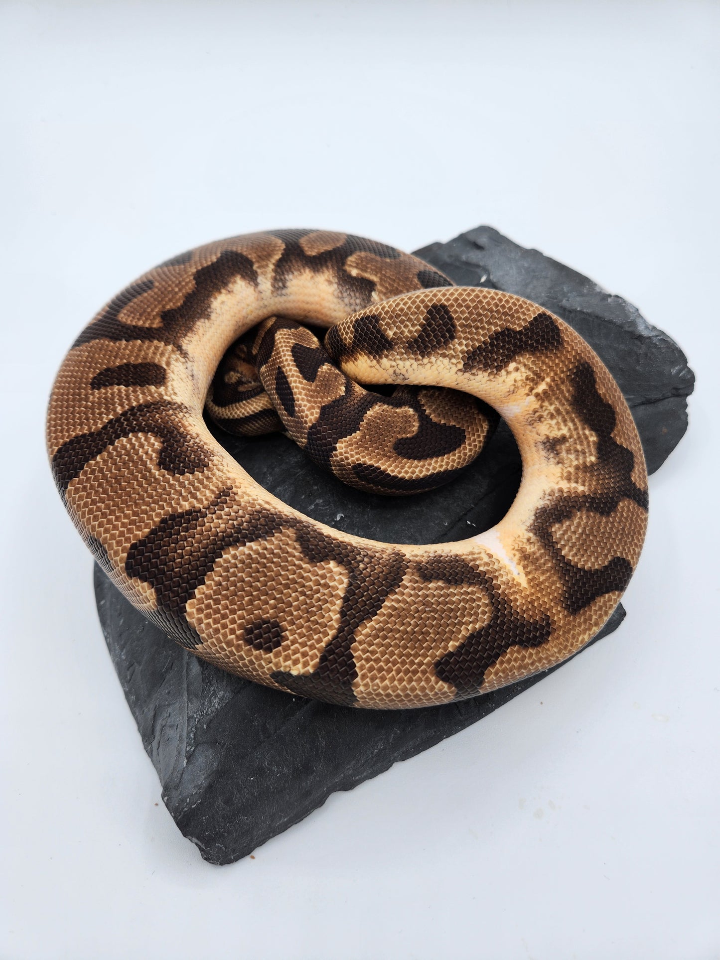 Snake - Ball Pythons - Enchi Pied - Male