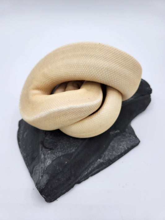 Snake - Ball Pythons - Banana G-Stripe - Male