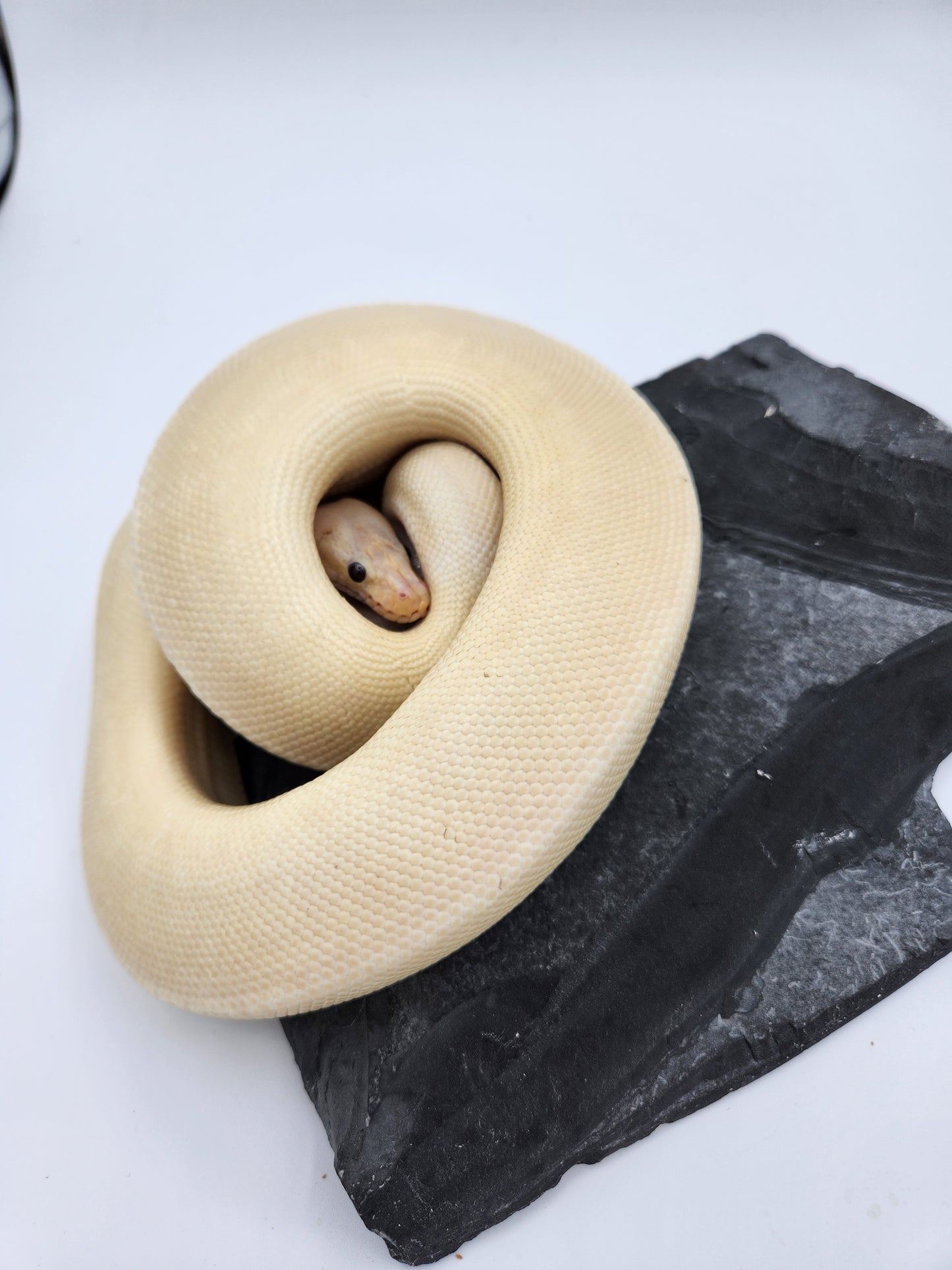 Snake - Ball Pythons - Banana G-Stripe - Male