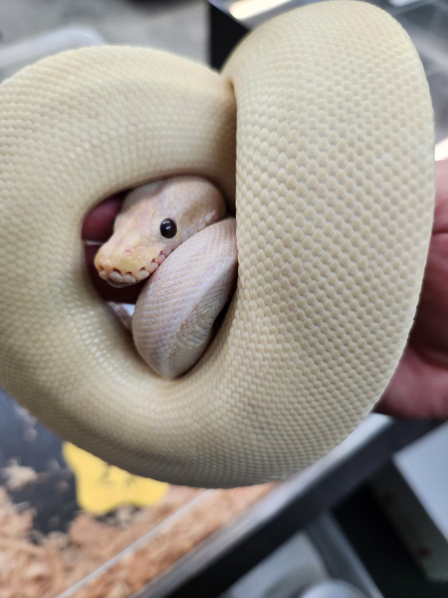 Snake - Ball Pythons - Banana G-Stripe - Male