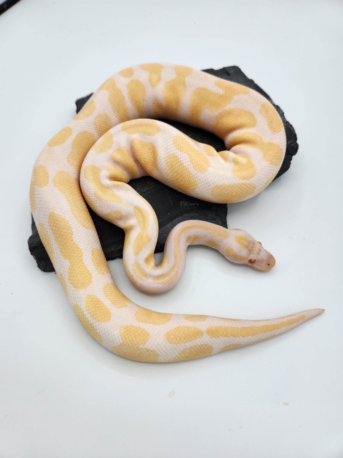 Snake - Ball Pythons - Albino Leopard H Pied M