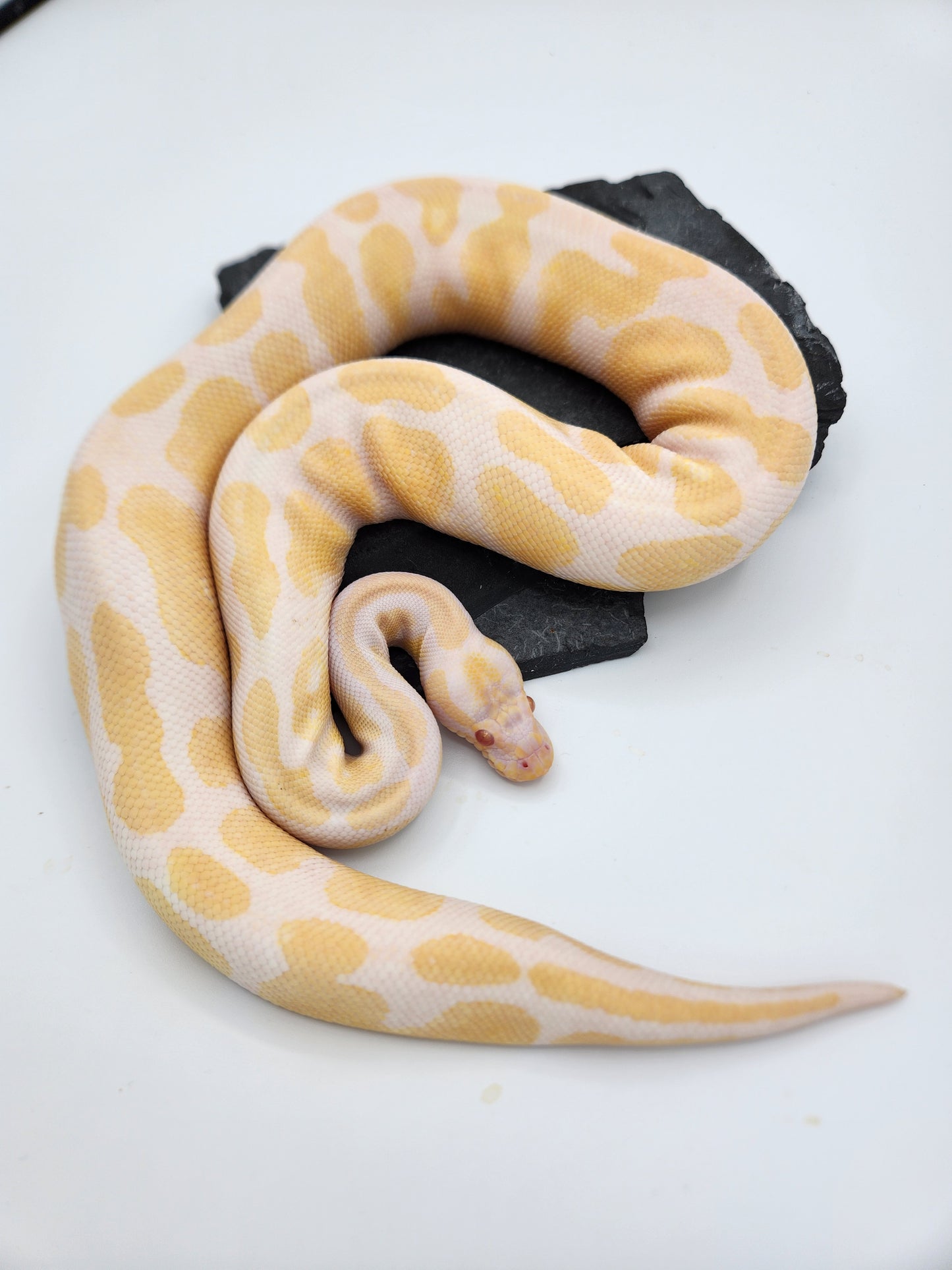 Snake - Ball Pythons - Albino Leopard H Pied M