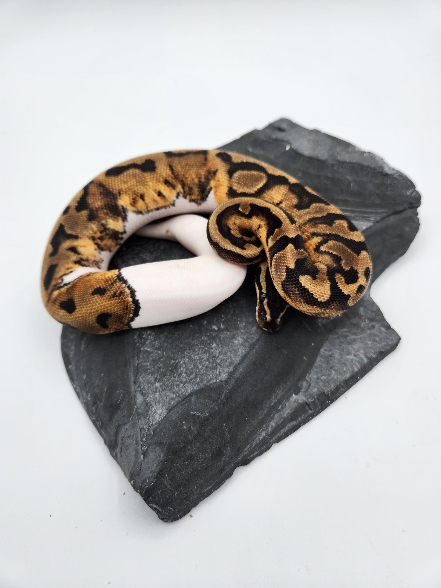Snake - Ball Pythons - Piebald - Female
