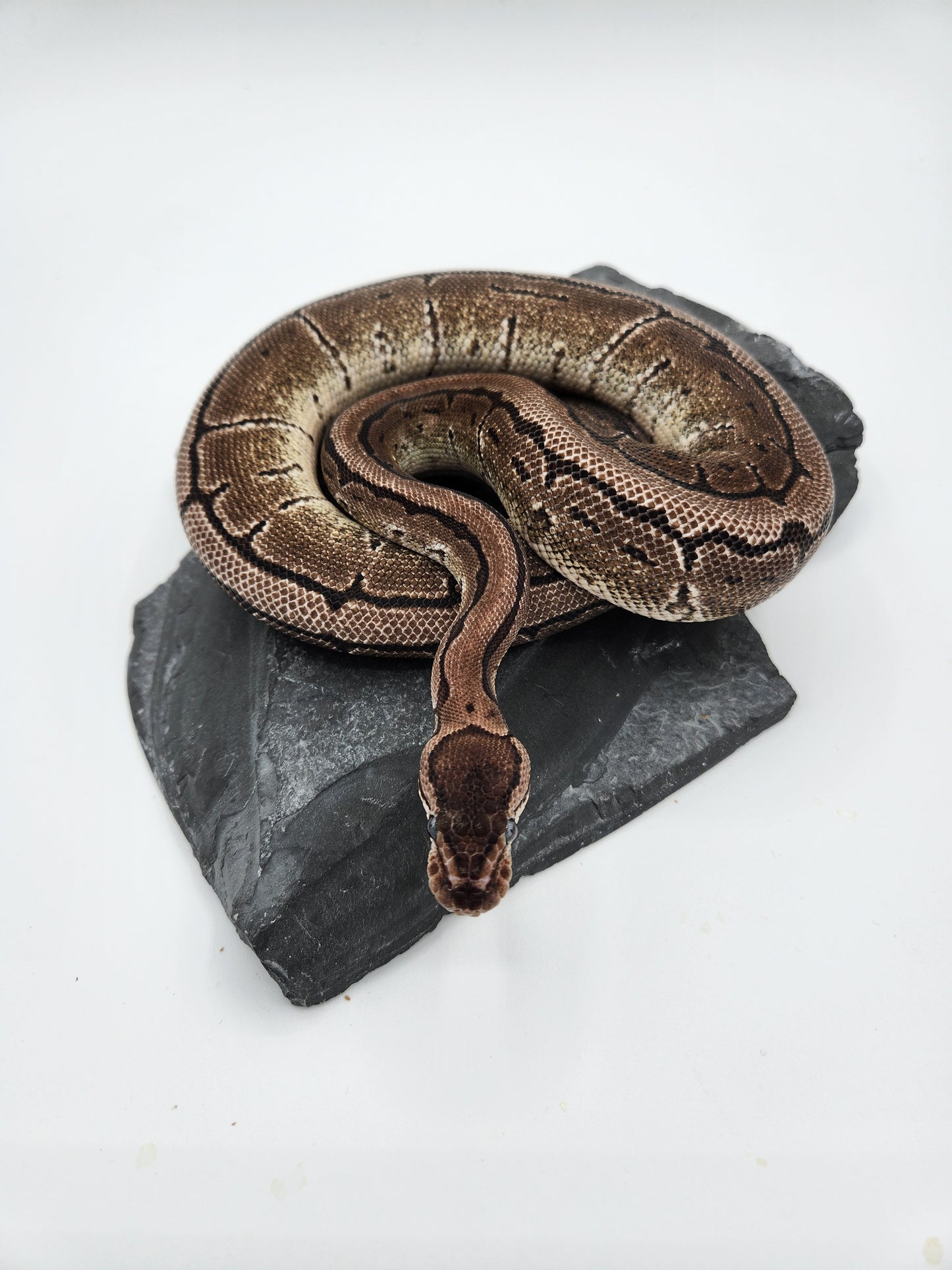 Snake - Ball Python - SOLD - VPI Pinstripe - Male